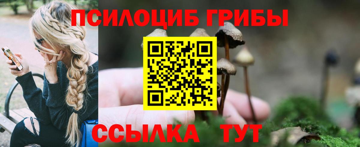 Галлюциногенные грибы Psilocybine cubensis Элиста